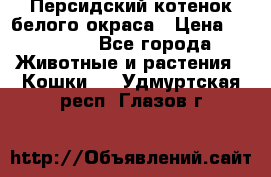 Персидский котенок белого окраса › Цена ­ 35 000 - Все города Животные и растения » Кошки   . Удмуртская респ.,Глазов г.